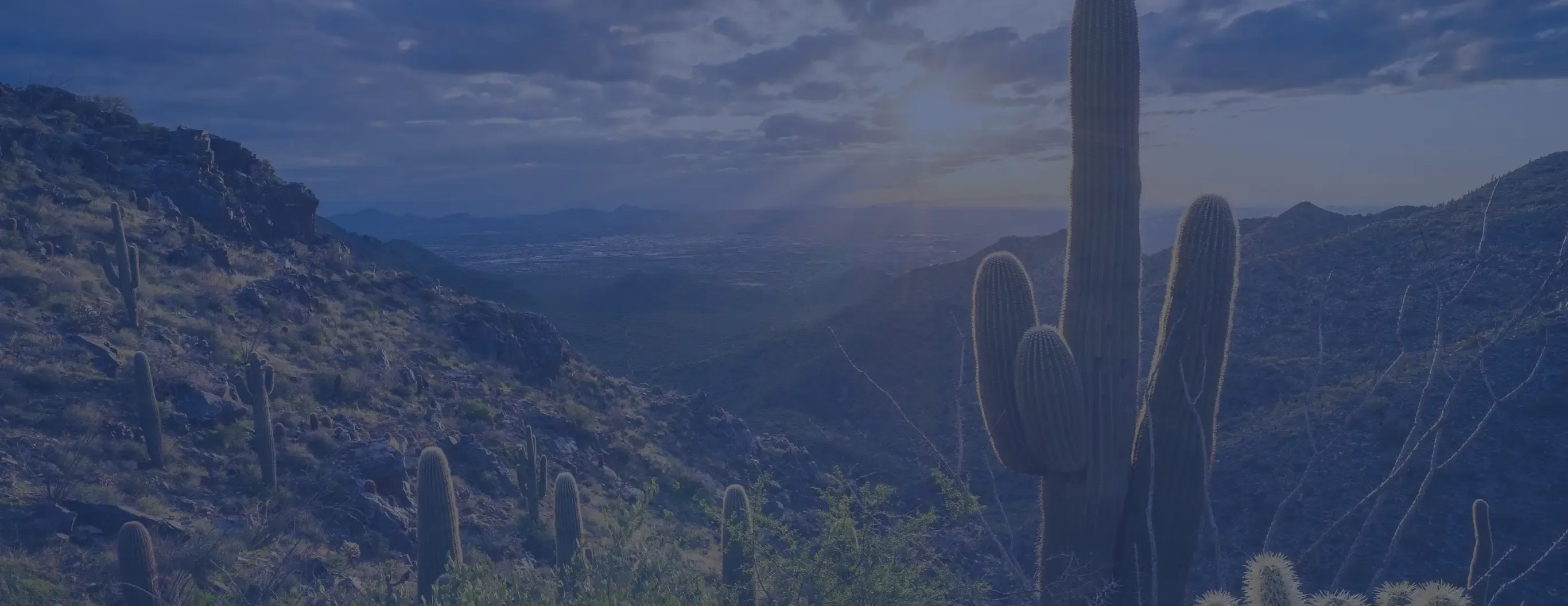 A cactus plant in the foreground with a scenic mountain range